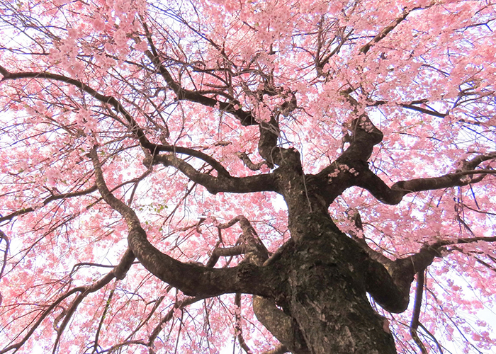 日本の伝統色のひとつである「桜色」は、和の文化や美意識に深く根差し、古来より着物や和菓子、工芸品などにも取り入れられてきました