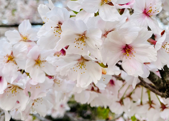 ひときわ販売期間が短く、まさに桜の開花とともに儚く姿を消すのが「ベビー母恵夢 桜ぽえむ」