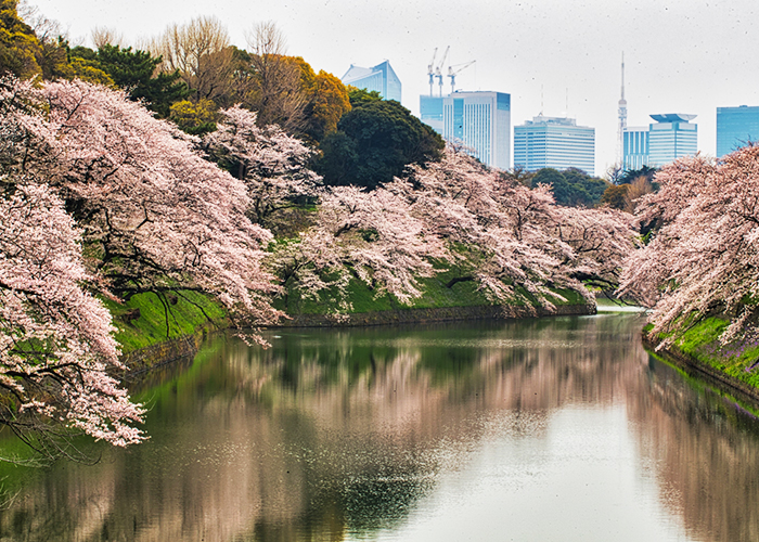 今年の桜の開花予想を見てみると、東京では3月21日、名古屋は3月23日、大阪は3月26日、福岡も同じく3月23日と予想されています。