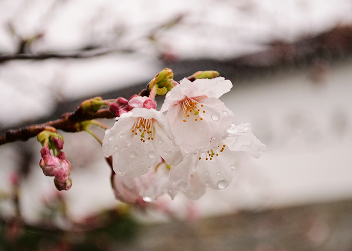 今年の桜は？