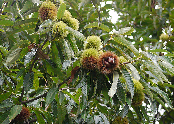 日本の栗が最も美味しくなる旬の時期は、9月から10月にかけて